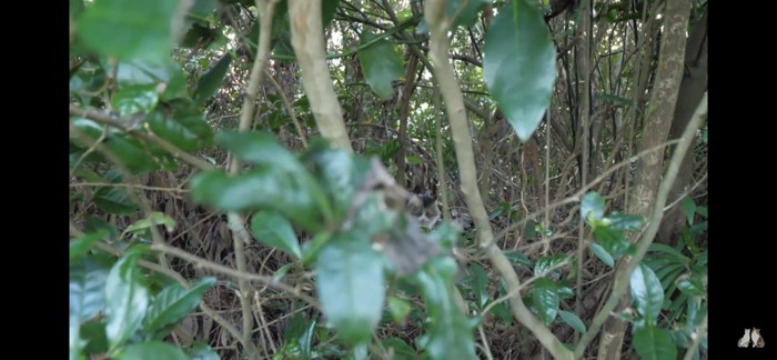 木陰に隠れる猫