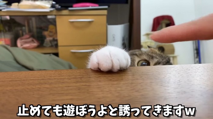机の下から顔を少し出している猫