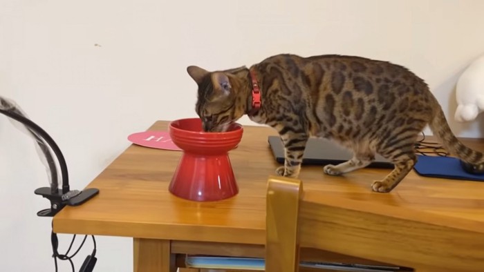 赤い食器で食べる猫