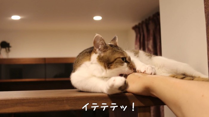飼い主さんの手を甘噛する猫