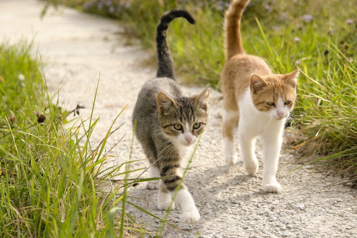 しっぽを立てる二匹の猫