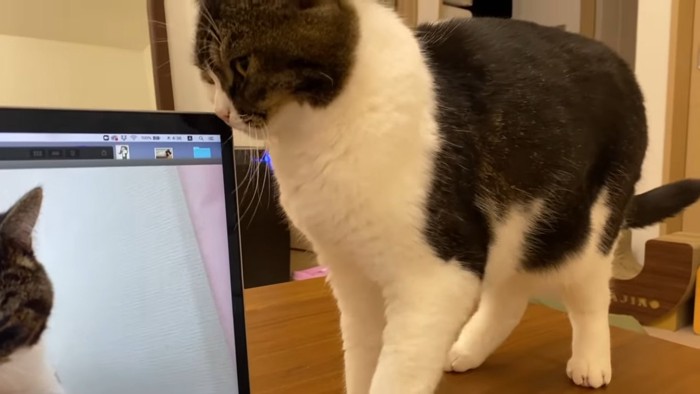 パソコンの横に立つ猫