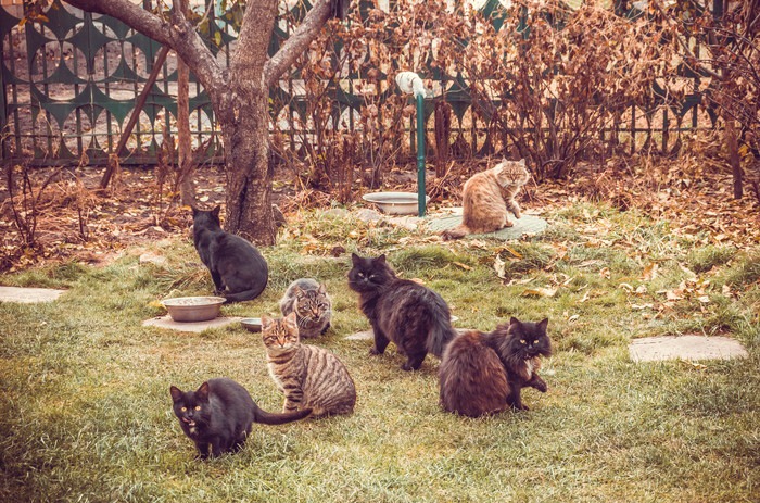 公園にたくさんの猫