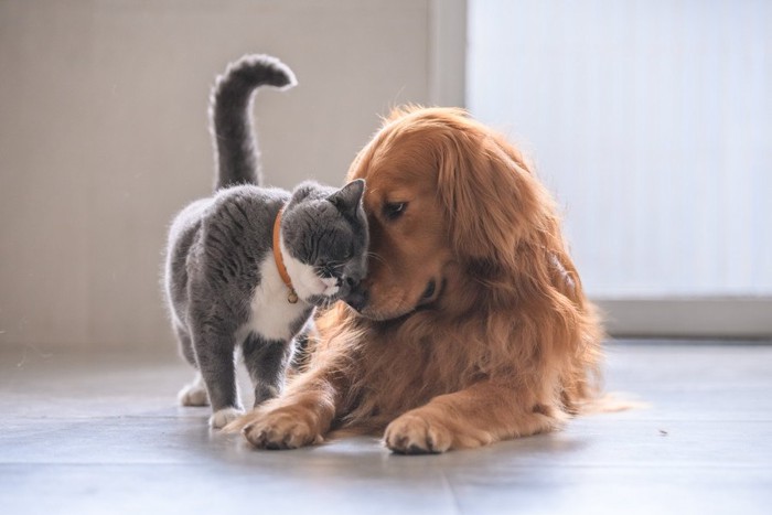 仲良しの猫と犬