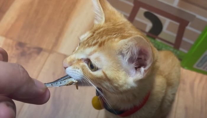 にぼしを食べる子猫