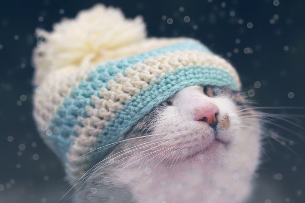 ニット帽が似合う冬の猫