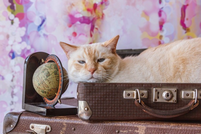 旅行鞄と猫