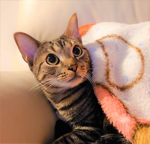 毛布をかけてもらった猫
