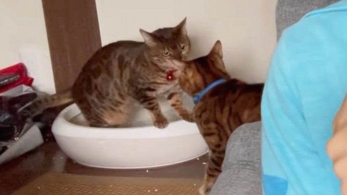 トイレにいる猫と青い首輪の猫