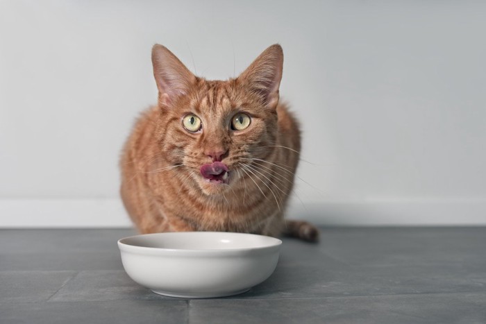 食器の前の猫