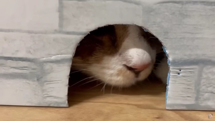 壁の穴から覗く猫