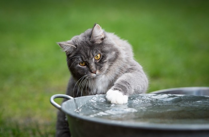 たらいの水にタッチする猫