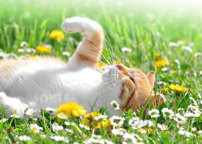 花の中に寝そべる猫