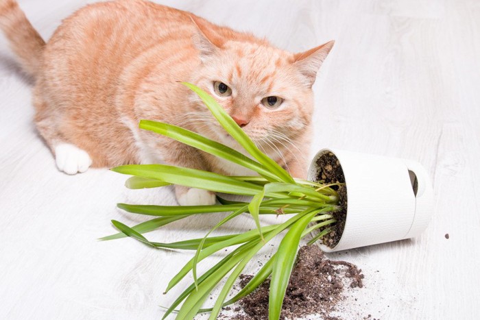 落ちた植木鉢の横にいる猫