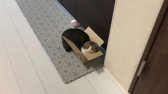 箱の中に収まる猫