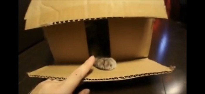 箱から猫の手