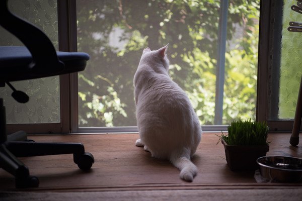 窓に興味を持つ白猫