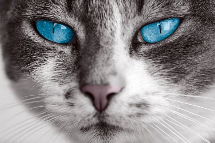 青い瞳の猫の顔アップ