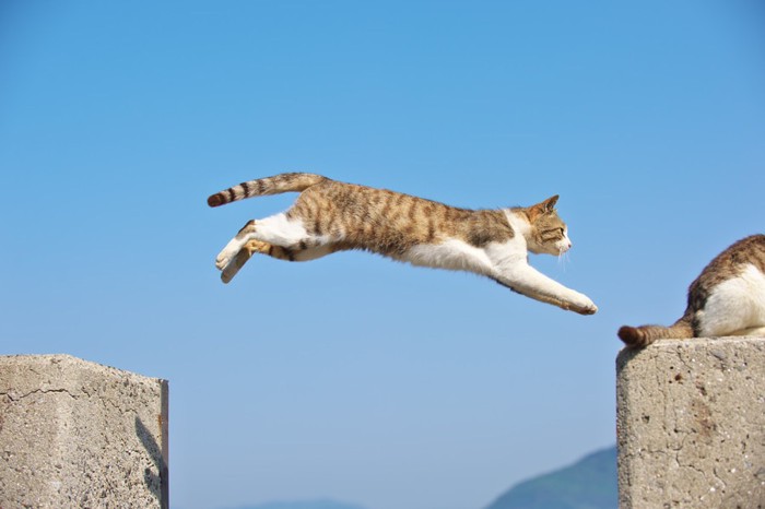 ジャンプする茶白の猫