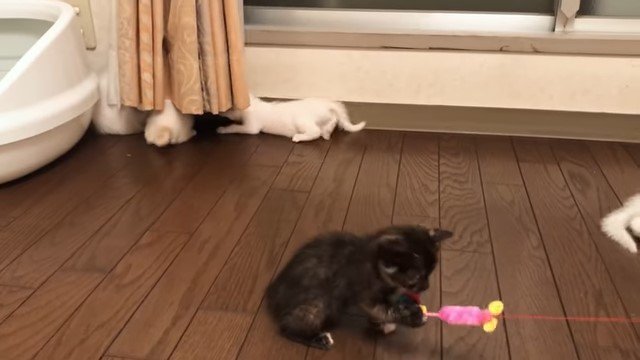 おもちゃを押さえる子猫
