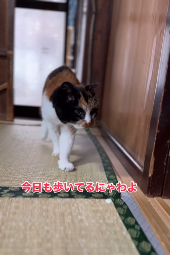 畳の上を歩く猫
