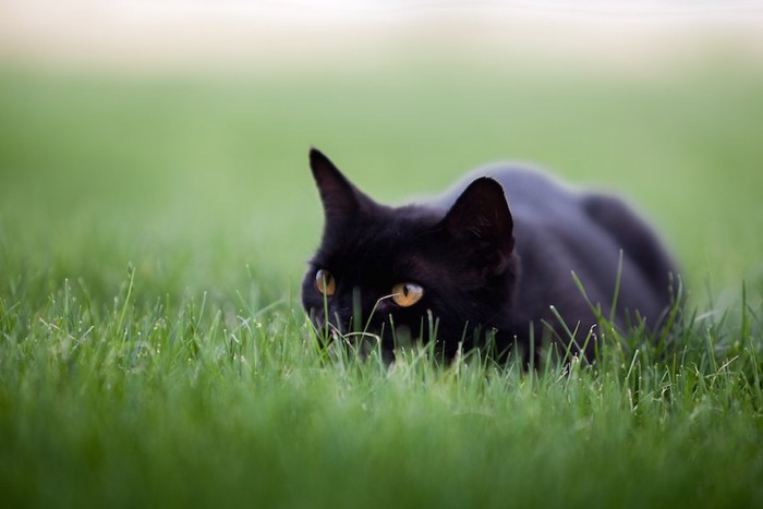 草の中で身を低くして獲物を狙う黒猫