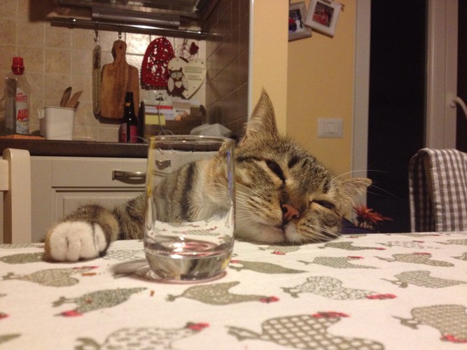 テーブルでくつろぐ猫