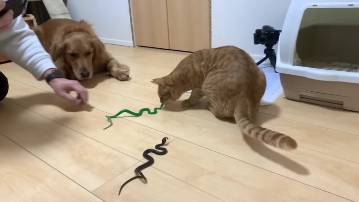 ヘビのおもちゃと猫