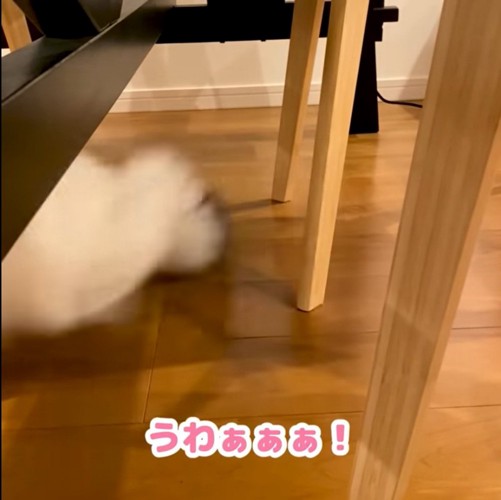 一目散に逃げる猫