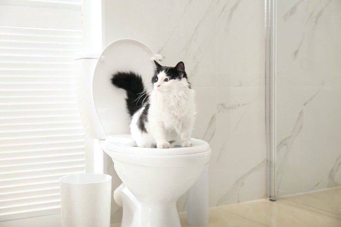 人用のトイレに座っている猫