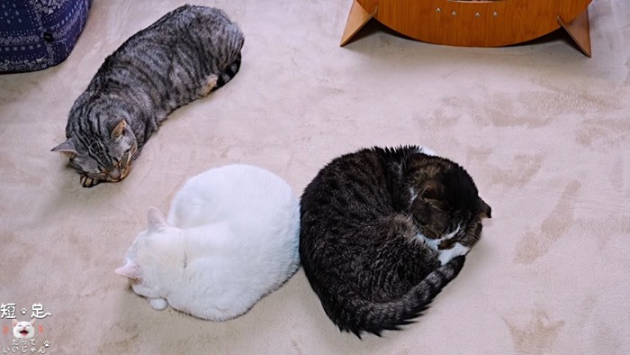 白と黒の猫と縞模様の猫