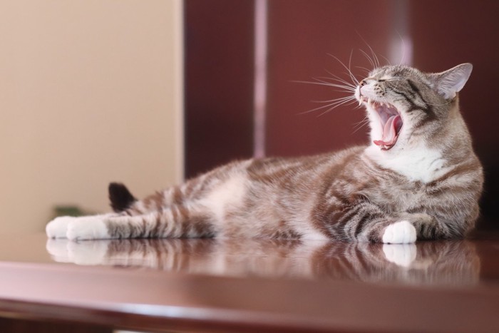 テーブルの上であくびをする猫