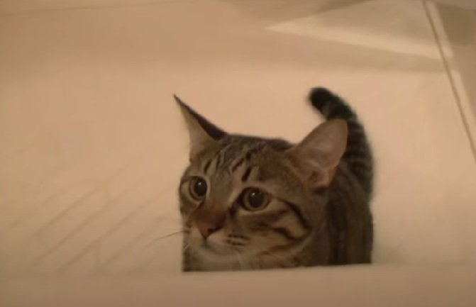 お風呂場のキジトラ猫