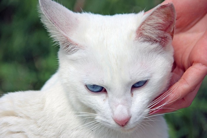 人に撫でられているブルーアイの白猫