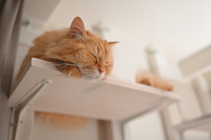 窓際のウォークで寝ている猫