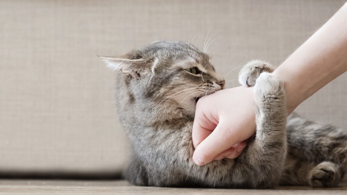 腕に噛みつく猫