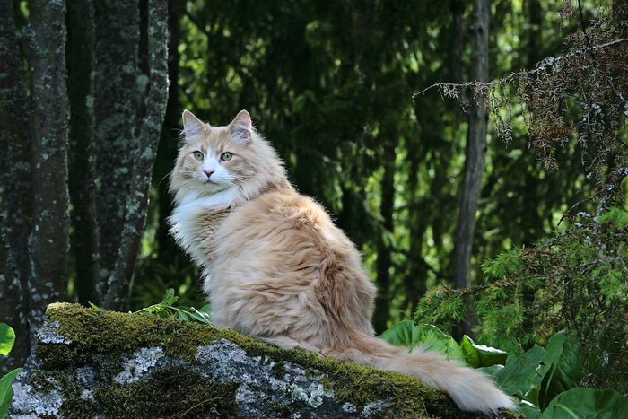 森の木の上に座っている猫