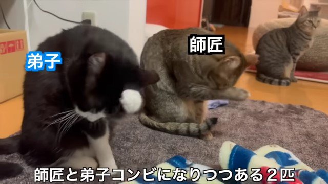 3匹の猫