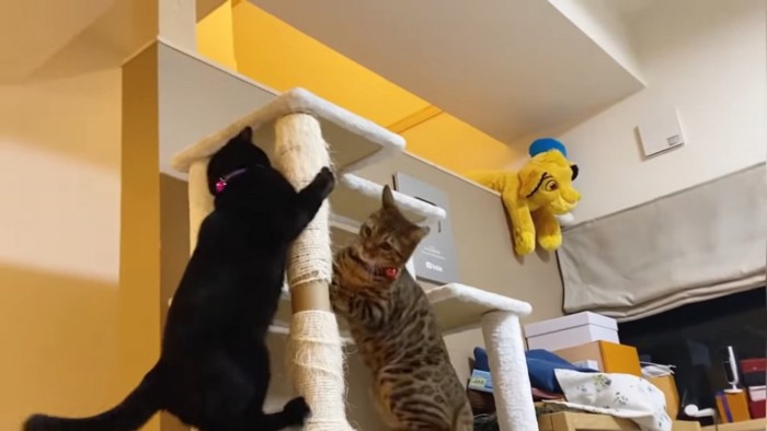 キャットタワーで遊ぶ2匹の猫