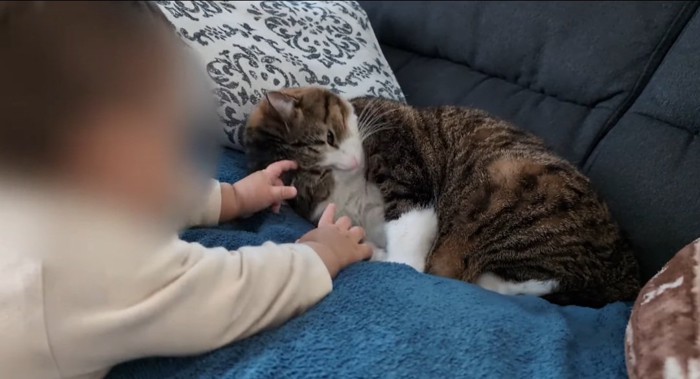 猫を触る赤ちゃん