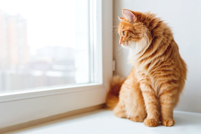 窓辺に座って外を眺める猫