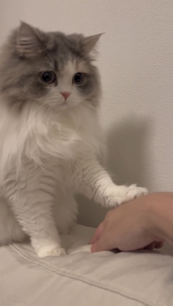 飼い主の手に手をのせる猫