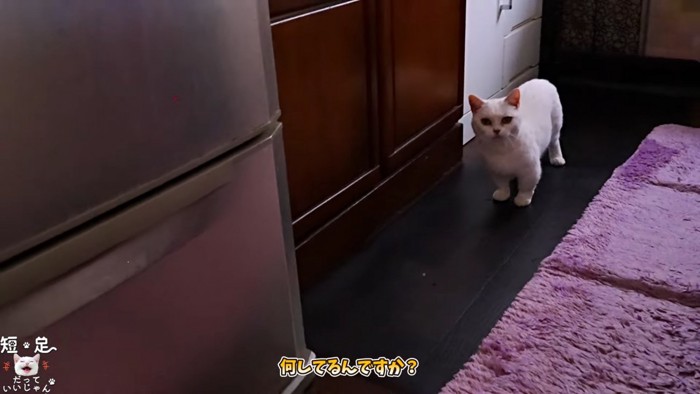 キッチンに立っている猫