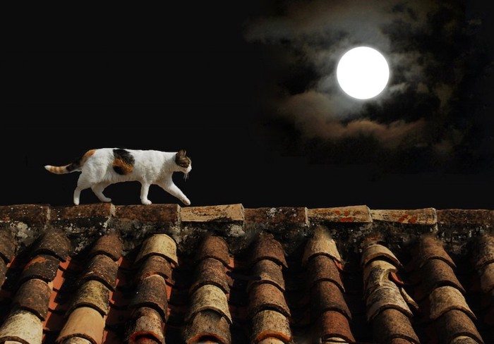 月明かりの下で家の屋根を歩く猫