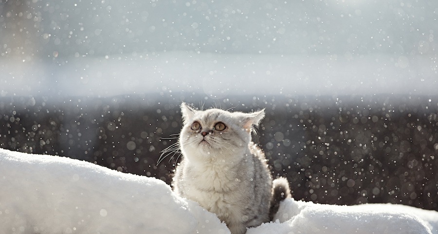 雪の中で空を見上げる猫