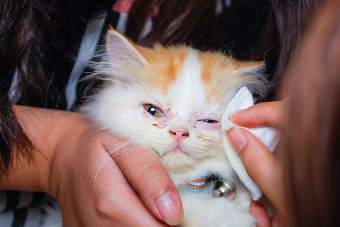 抱っこされて目やにを拭かれている子猫
