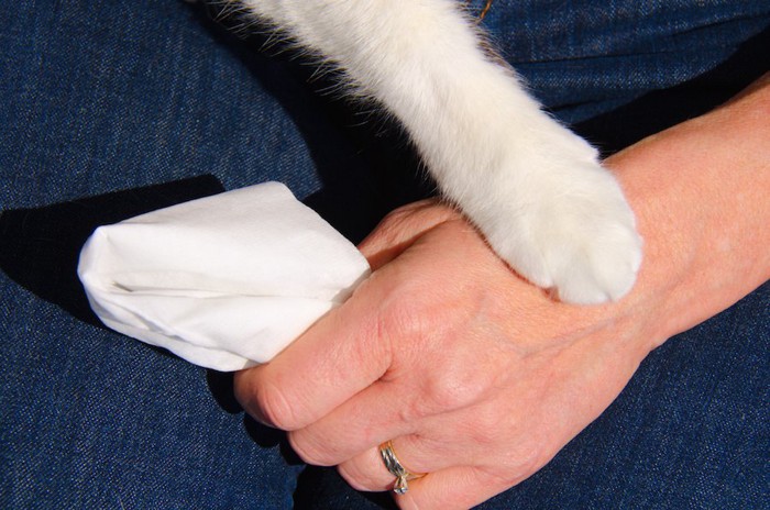 ハンカチを持つ人の手と猫の手