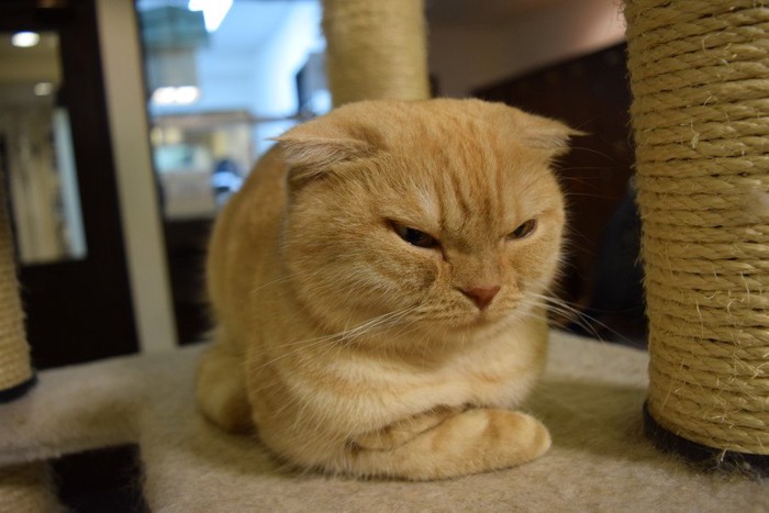 怒り顔の猫