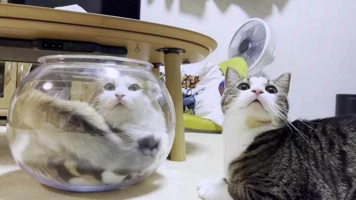 左に猫鉢、右にキジシロ