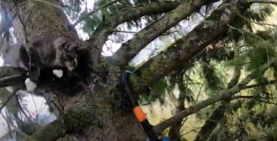 木の上で動き回る猫